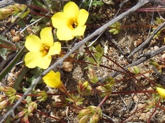 Leptosiphon chrysanthus