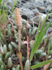 Equisetum arvense