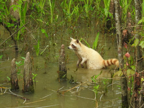 Common Raccoon photographed in Louisiana