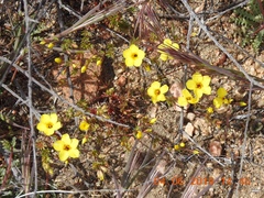 Leptosiphon chrysanthus
