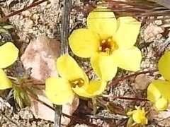 Leptosiphon chrysanthus
