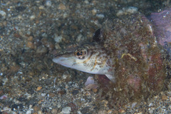 Parapercis lineopunctata
