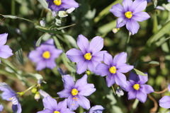 Sisyrinchium pruinosum