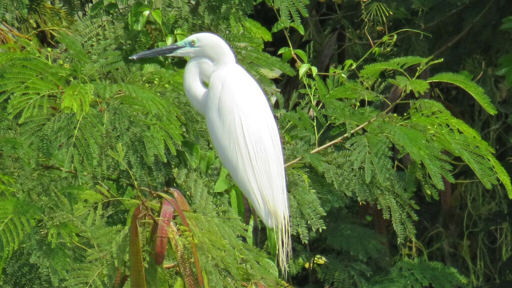 Great egret from 6r97 8r6 turzon lake kandivali sector 8 kandivali