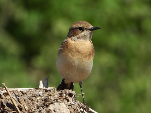 Eastern Black-eared Wheatear
