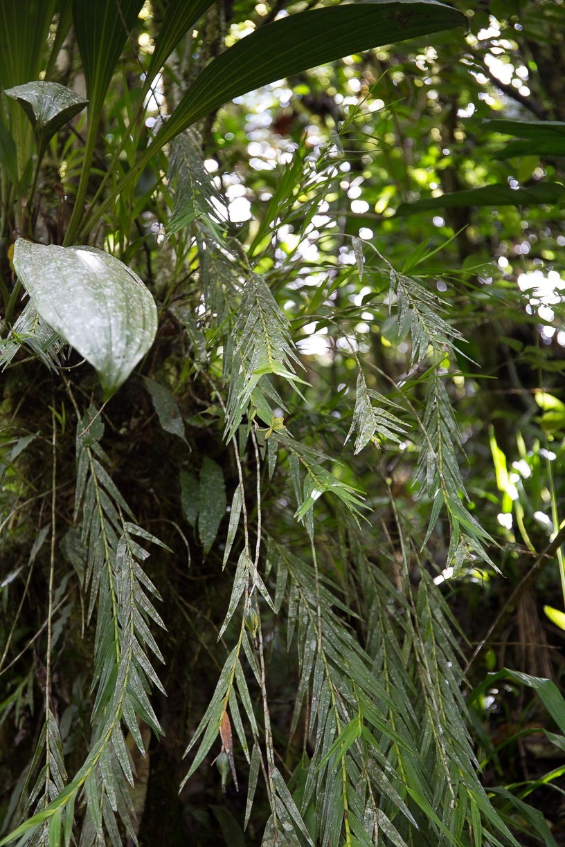 Epidendrum tandapioides Hágsater 2