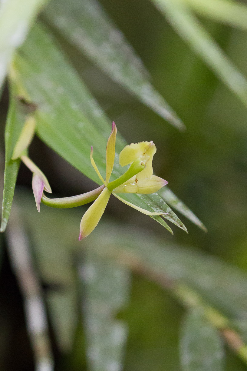 Epidendrum tandapioides Hágsater