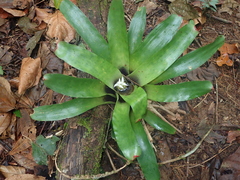Neoregelia laevis, photograph author not stated, no rights reserved