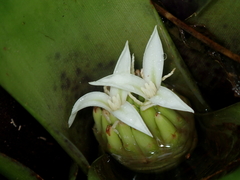 Neoregelia laevis, photograph author not stated, no rights reserved