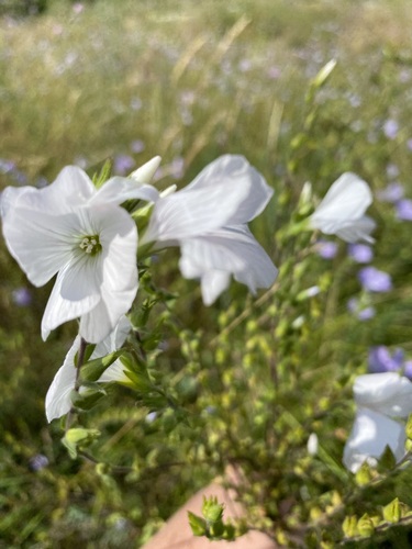 Linum hirsutum (Linum hirsutum)