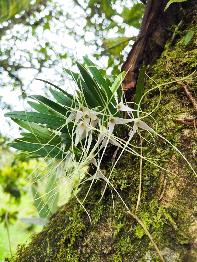 Masdevallia lilacina
