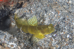 Cryptocentrus sericus