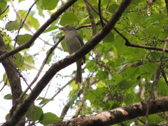 Piranga roseogularis