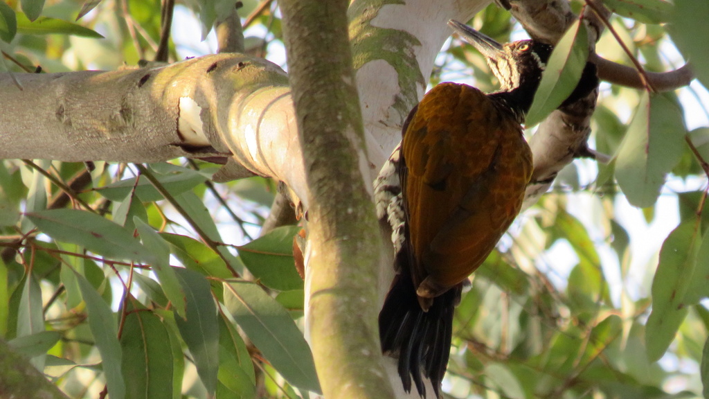 Malabar Flameback from CM Madikeri on April 4, 2019 at 08:08 AM by ...