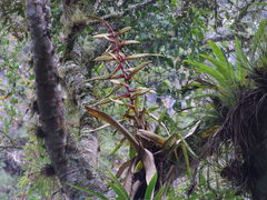 Tillandsia fendleri