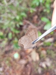 Nhambikuara cerradensis