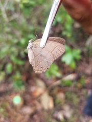 Nhambikuara cerradensis