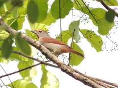 Piranga roseogularis