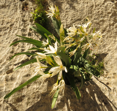 Pancratium illyricum