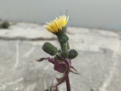 Sonchus oleraceus