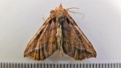 Pseudeva purpurigera