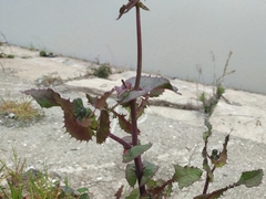 Sonchus oleraceus