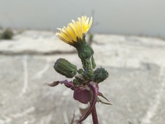 Sonchus oleraceus