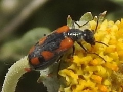 Eupompha elegans