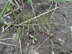 Equisetum arvense
