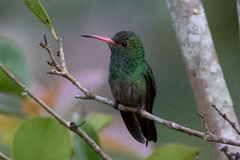 Chrysuronia grayi