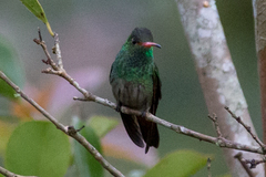 Chrysuronia grayi