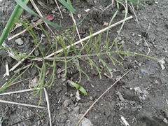 Equisetum arvense