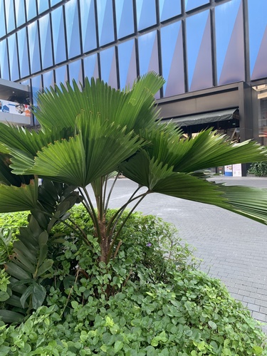 Foto de Palmeira-leque