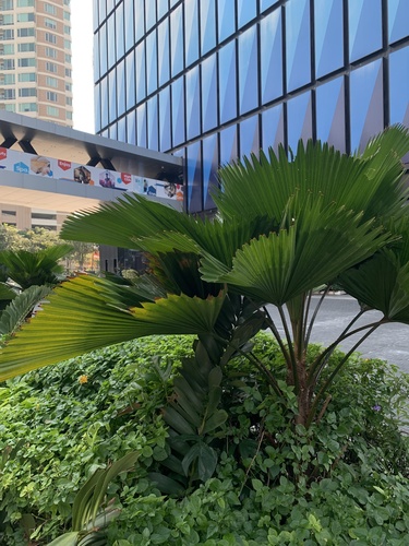 Foto de Palmeira-leque