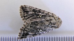 Syngrapha altera