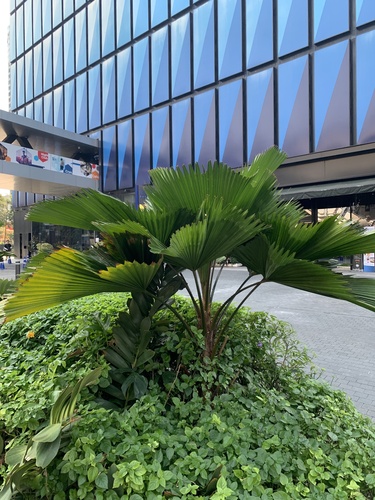 Foto de Palmeira-leque