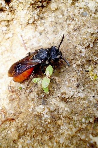 White-lipped Blood Bee, photo 2 of 10