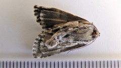 Syngrapha altera