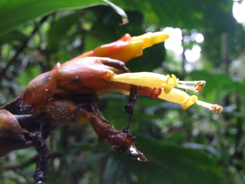 Sanchezia oblonga