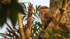 Malabar Woodshrike photo 4