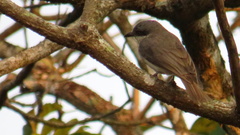 Malabar Woodshrike photo 3