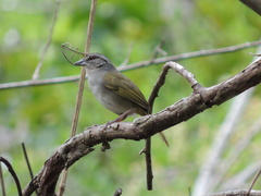Arremonops chloronotus
