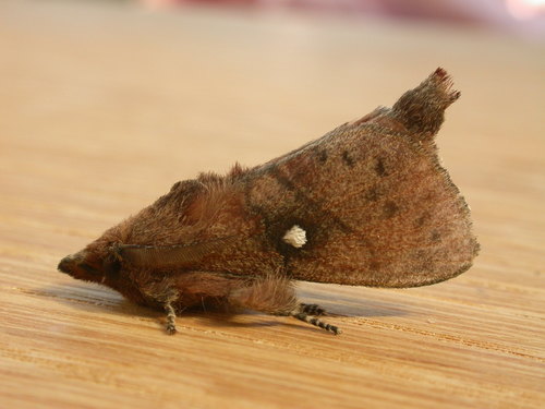 Opsirhina lechriodes (Turner, 1911)