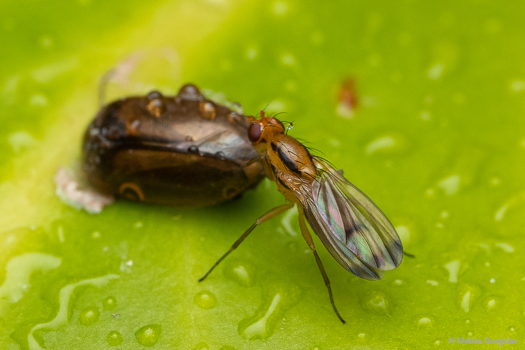 Apiochaeta varia