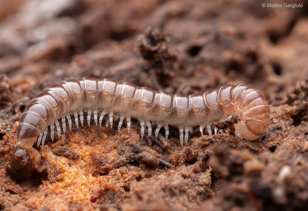 Dalodesmidae