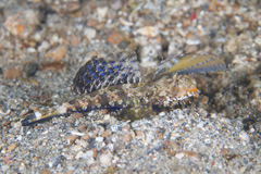 Dactylopus kuiteri