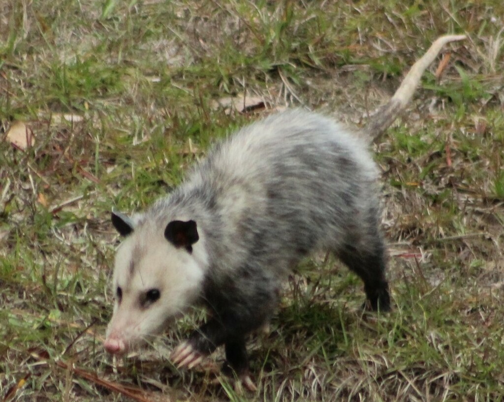 Virginia Opossum from Wakulla County, FL, USA on January 7, 2024 at 04: ...