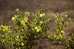 Dendromecon harfordii