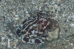 Thaumoctopus mimicus