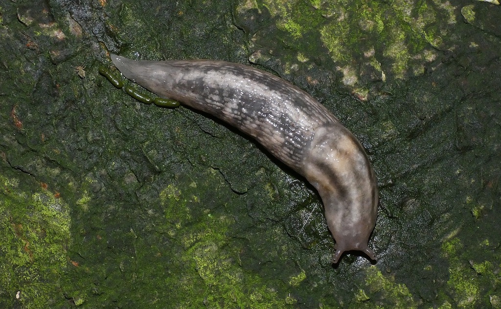 Tree Slug